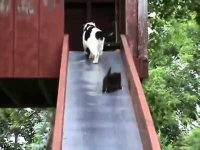 Cat falling slowly (not my video tho)