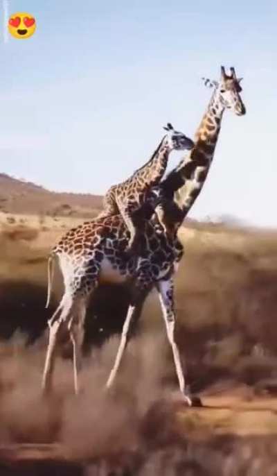 I want a giraffe ride too