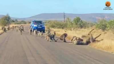 Leopard mistakenly targets a troop of Baboons. 