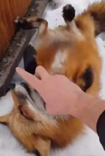 You can have scritches, but no boops!