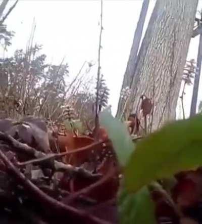 The Deer said “Not Today MoTheRFucKer”