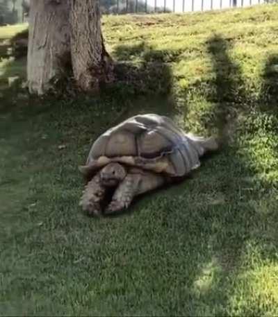 Be still, my heart 🥺