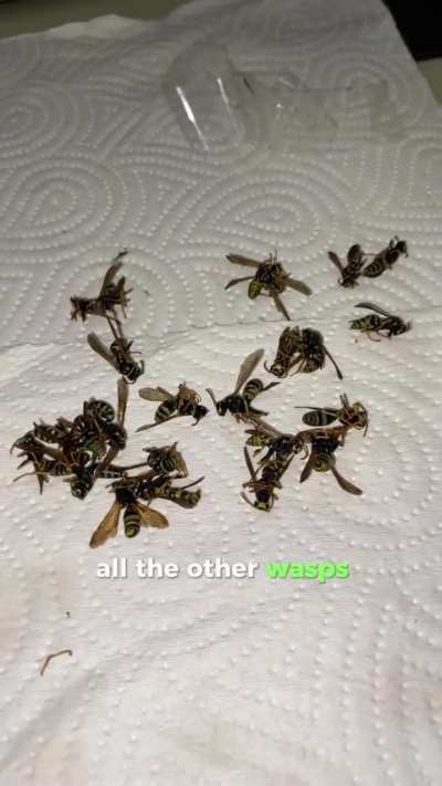 lock this guy up 😭