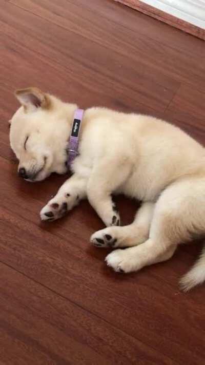 Adorable Shiba Pup Having Sweet Dreams