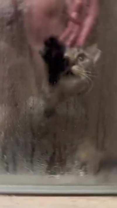 soggy cat breakcore moment