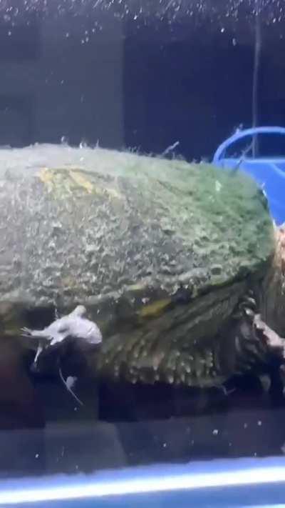 🔥 A baby turtle chasing it’s tail