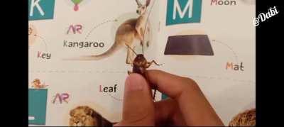 The man and the roach