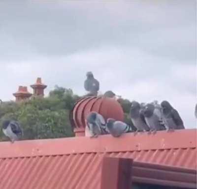 Pomba gira pruuuu 🕊️🔃🔄🔝