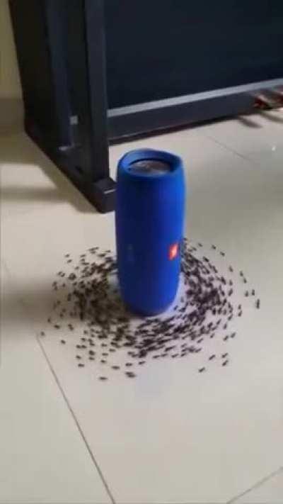 An ant mill forming around a speaker playing Thunderstruck by AC/DC