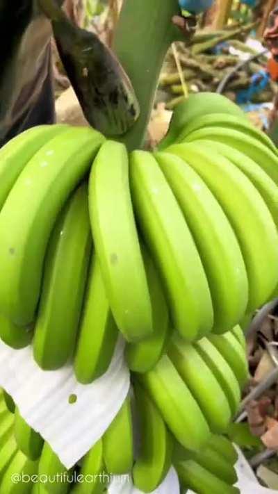 A tool to cut banana bunches from the stem