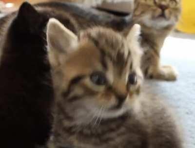 When I find out my only jobs in life are to sleep and eat