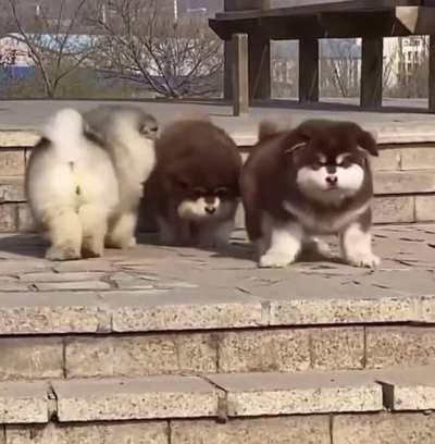 pReCiOuS pUpPiEs faLL to ThEiR dEaTh