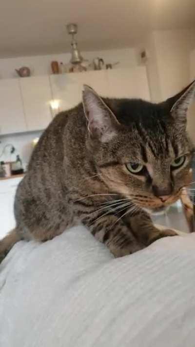 He's plotting against you while making biscuits