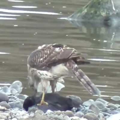 A Eurasian goshawk begins feeding on its initially still living Eurasian coot prey