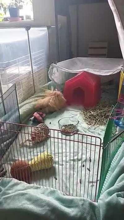 Brought home Ponyboy yesterday and he's so excited to have more space (I have three girls so I have to get him fixed before he can move in with them)