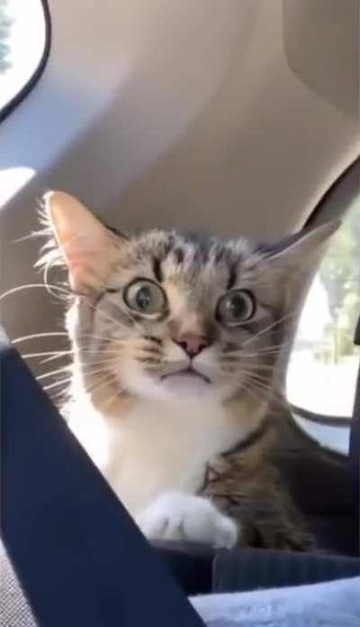 The cat understood the assignment