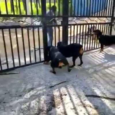 Don’t tease the pets