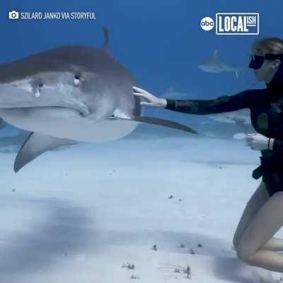 What being cool with a Tiger Shark looks like