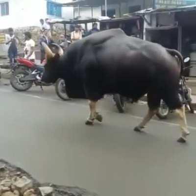 G’d up from the feet up. (A)bsolute (U)nit