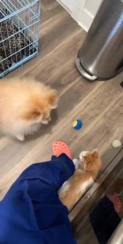 My dog kept throwing my new kitten his favorite squeaky toy so he could play with it too ❤️