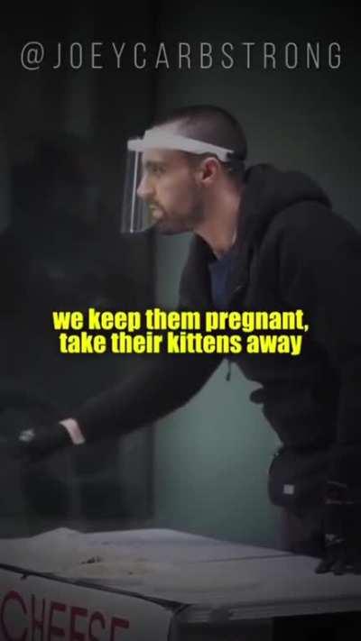 Vegan activist promoting ethical cat dairy cheese.