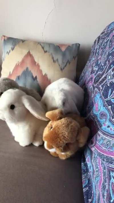 My Rolex truly love his plushies