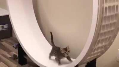 CAt BrUTaLLY EXPlOItED TO MAkE GreEN EnERGy FOR ReDDIT SerVErS