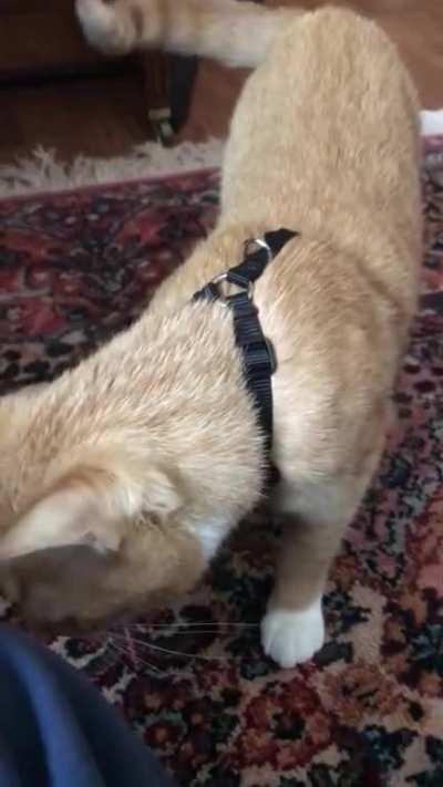 Was just trying to show off her new harness....got a big spook