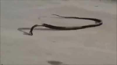 Spin snake, emperor of the universe (earrape warning)