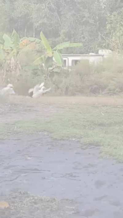 Incoming! Flaps with music