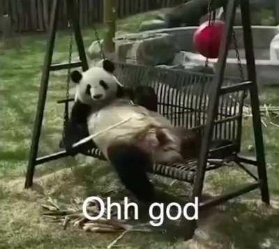 For the panda fans out there