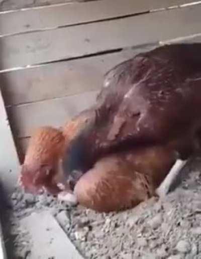 Teaching how to be a mother