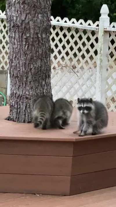 Heard some noise outside my home office window yesterday and saw these 3