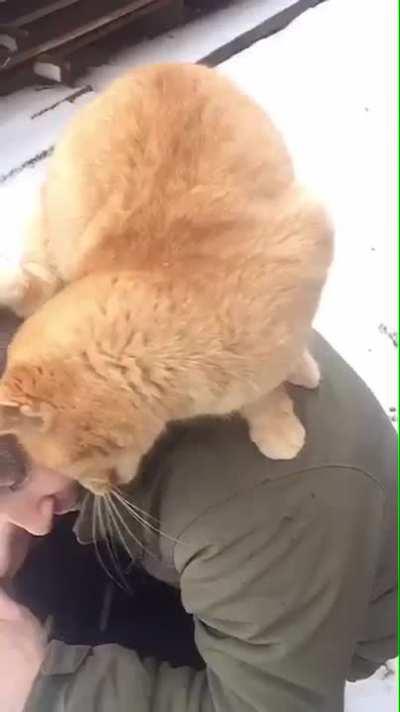 Big orange sweetie is a cuddley darling