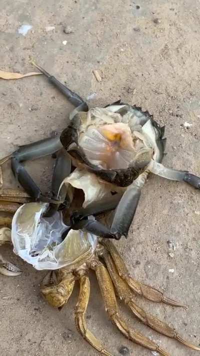 A large crab molting
