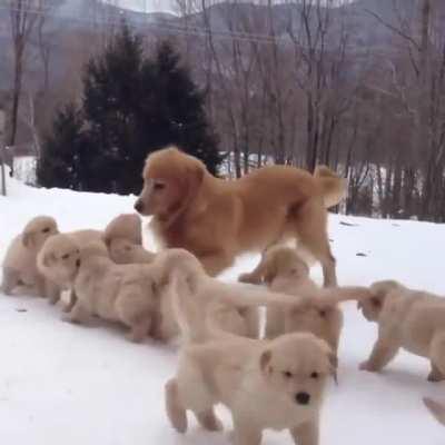 This doggo appreciating life w her puppers ❤️