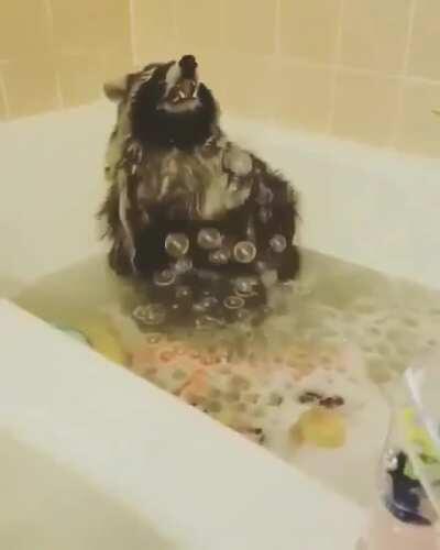 This is what raccoons do when they see bubbles :)