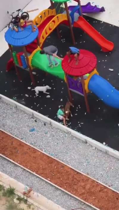Unleashed dog wreaks havoc at a kids park. 