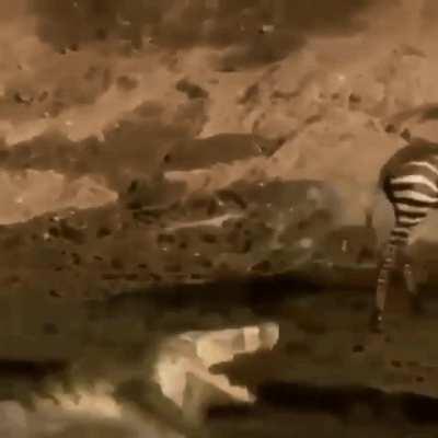 🔥 If crocodiles could curse, I'm sure this one would have. 🔥