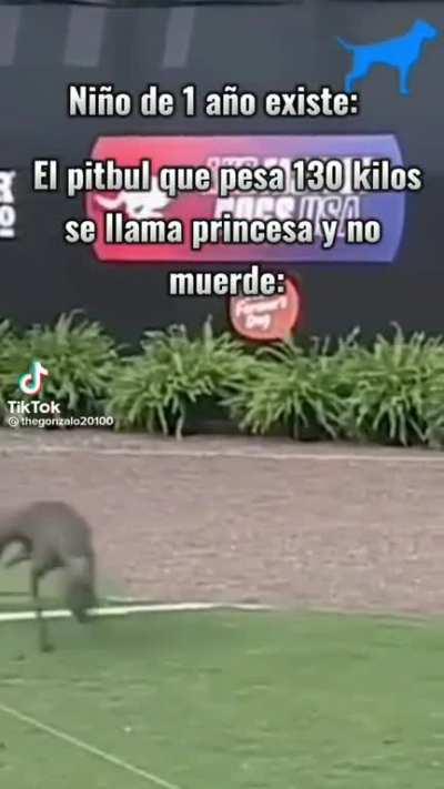 BeelcitosMemes - Video #3962