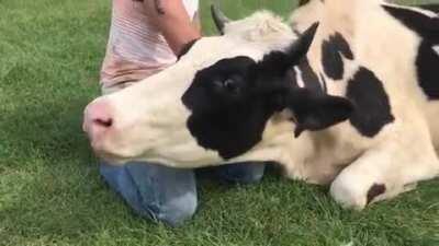 This is why cows are known as grass puppies (SASHA Farm Animal Sanctuary)