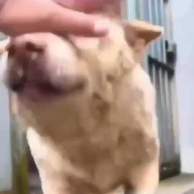 He may be old but still gets excited when seeing his owner.. 🥹