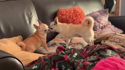 Delilah used spin attack