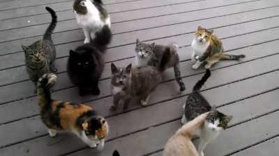 ANgry MOB aTtAcKs REsIDEnT aND DeMANdS For fOod