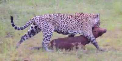 A jaguar carrying off a capybara kill