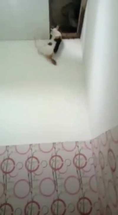 WCGW trying to climb to attic