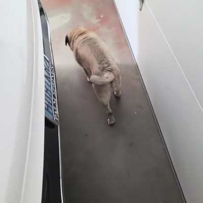 Senior (15) Running 🐕