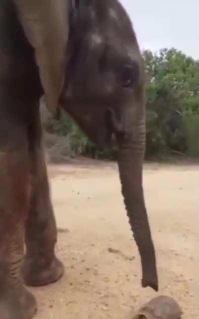 🔥 A young elephant pausing to nudge a turtle off the road before continuing on its way 🔥
