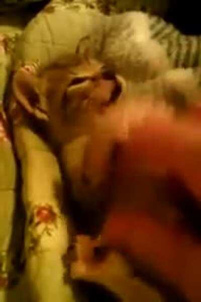 Kitty has a cute sound effect button on her paw