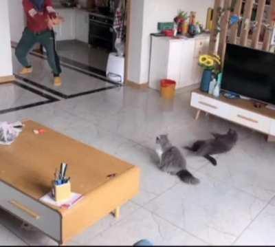 sIcK mAn uSeS fORcE tO knOcK oUt iNnOCenT cAts